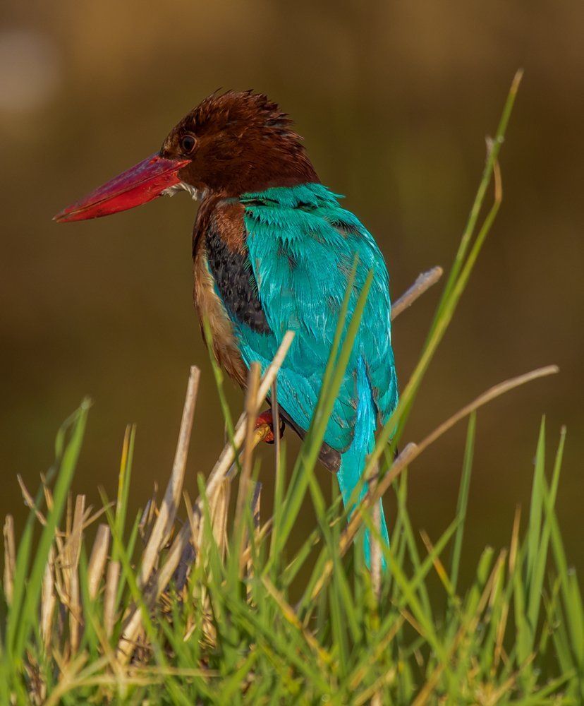 Waiting For Prey - White Throated Kingfisher