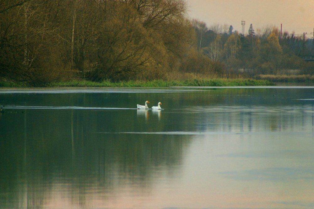 Гуси лебеди
