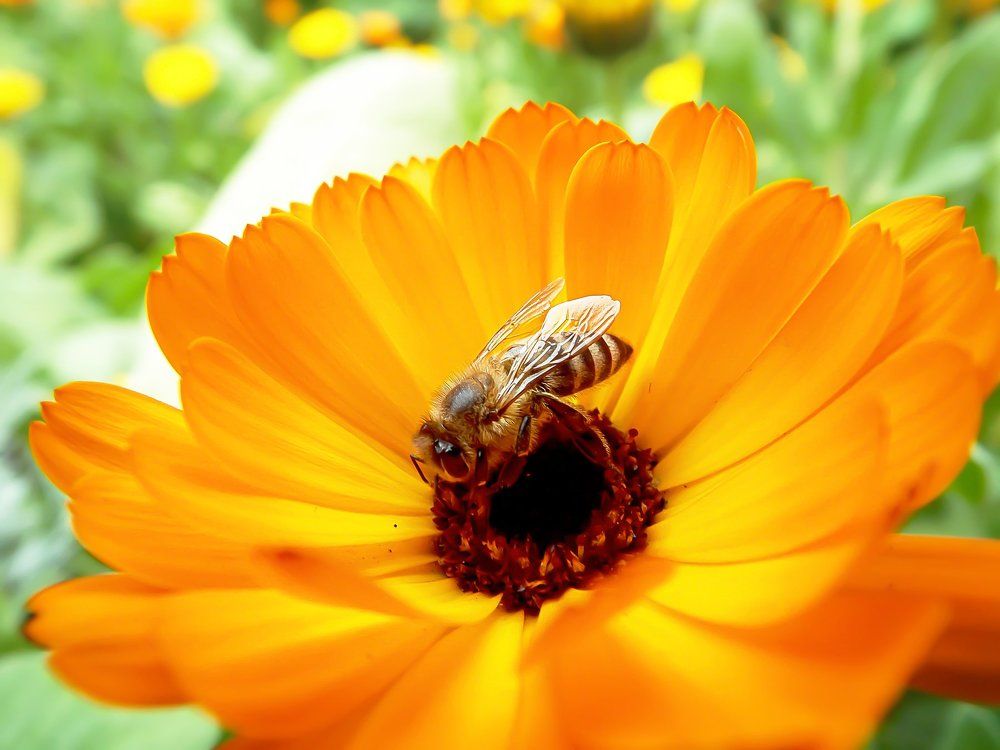 Home of bee