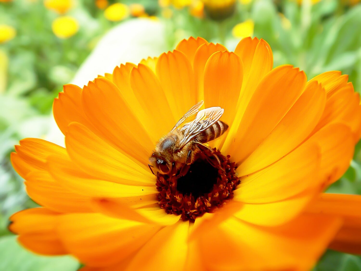 Home of bee