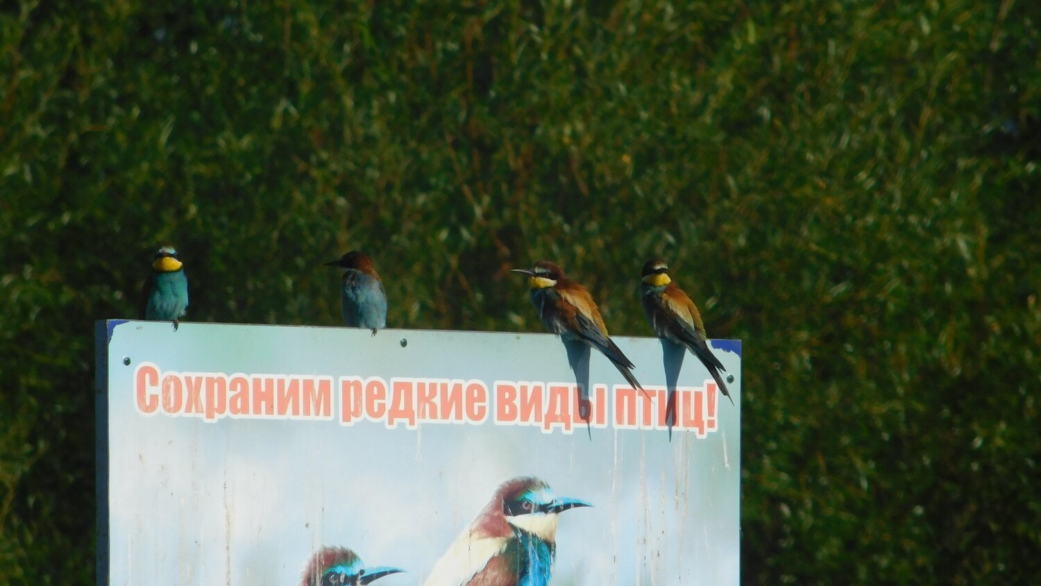 Золотистые щурки