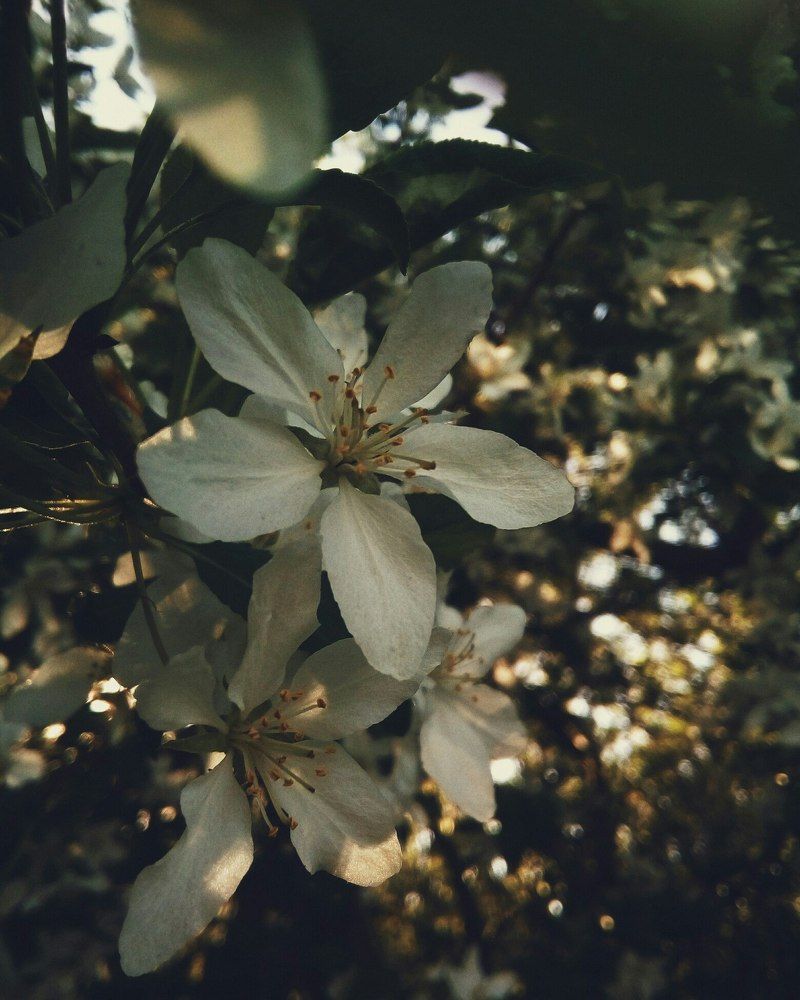 Photograph by Alexei Alfyorov