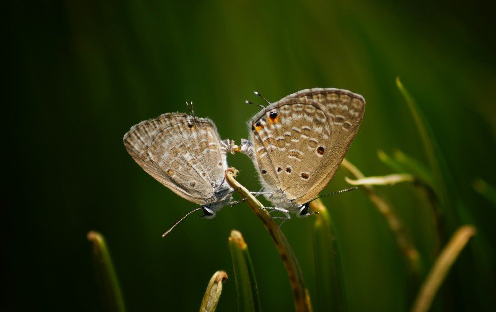 Butterfly mating