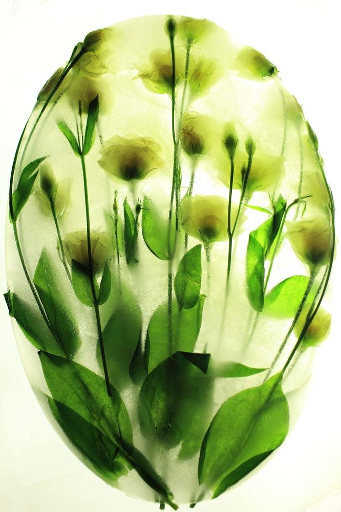 Замороженные