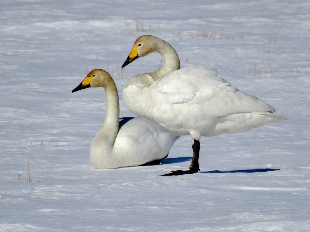 лебеди-кликуны. Апрель 2017.