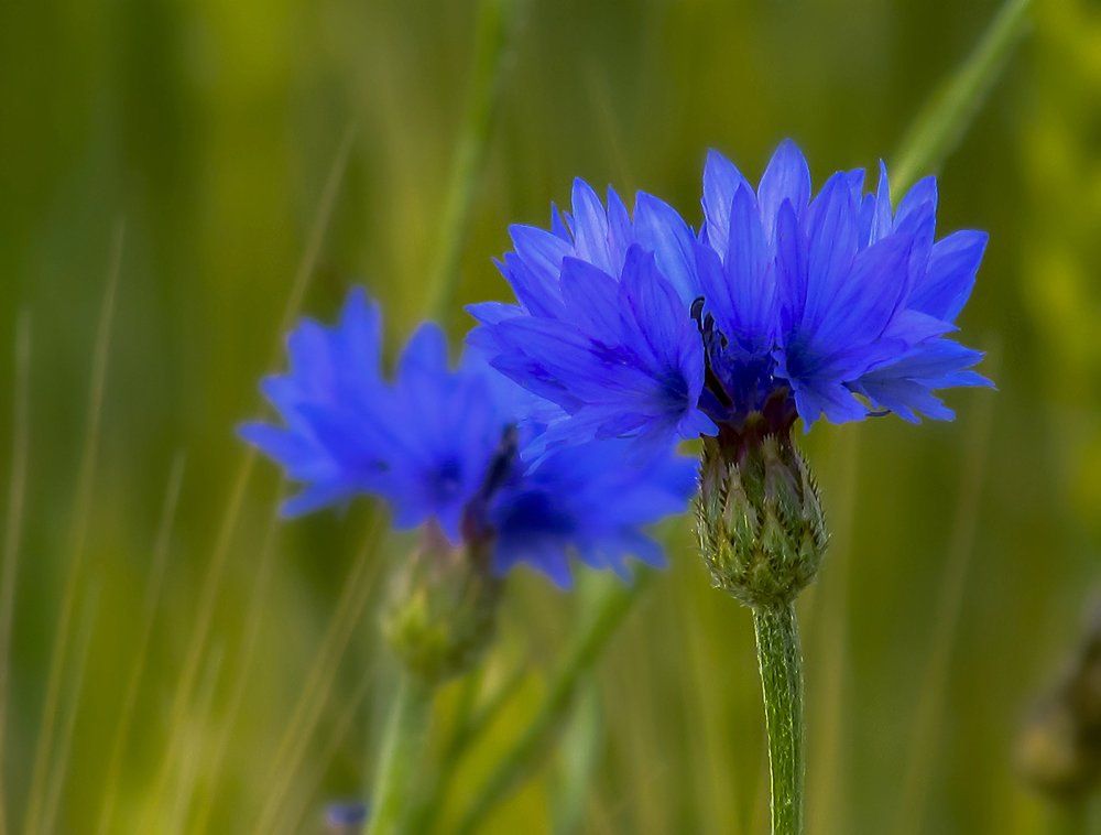 воспоминания о лете...васильки...