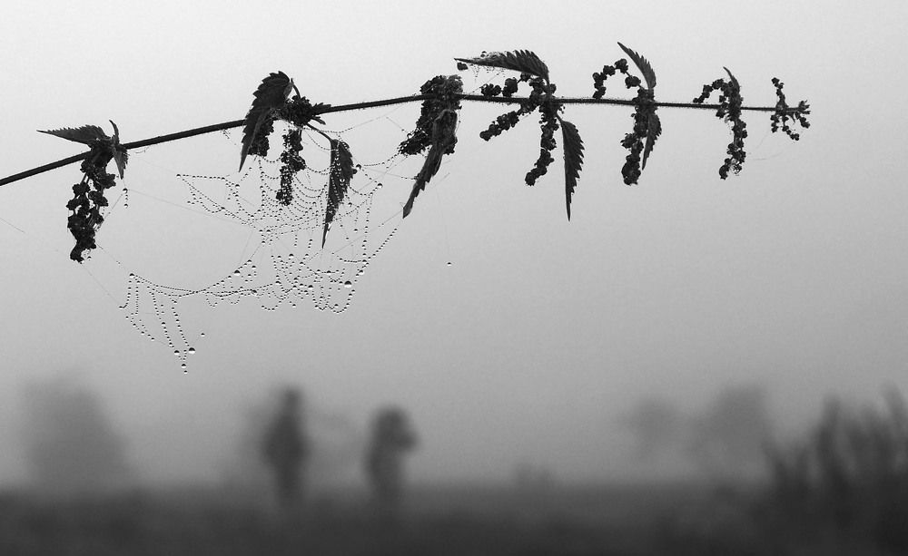 Под занавес осени