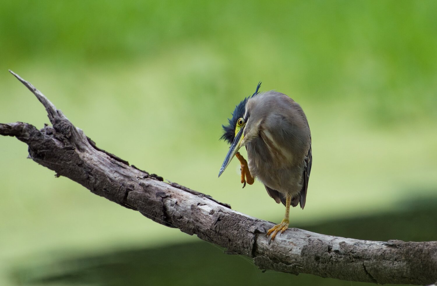 Indian Striated Heron