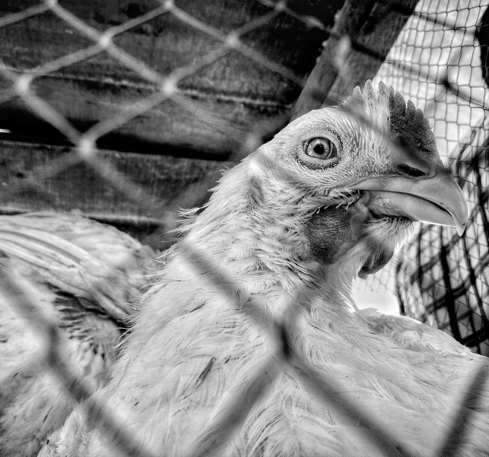 A Hen Behind Net