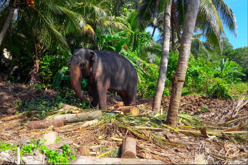 elephant in the tropics