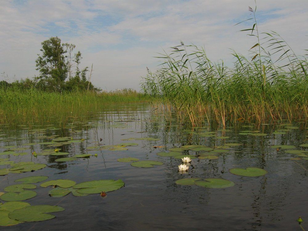 Vuoksi
