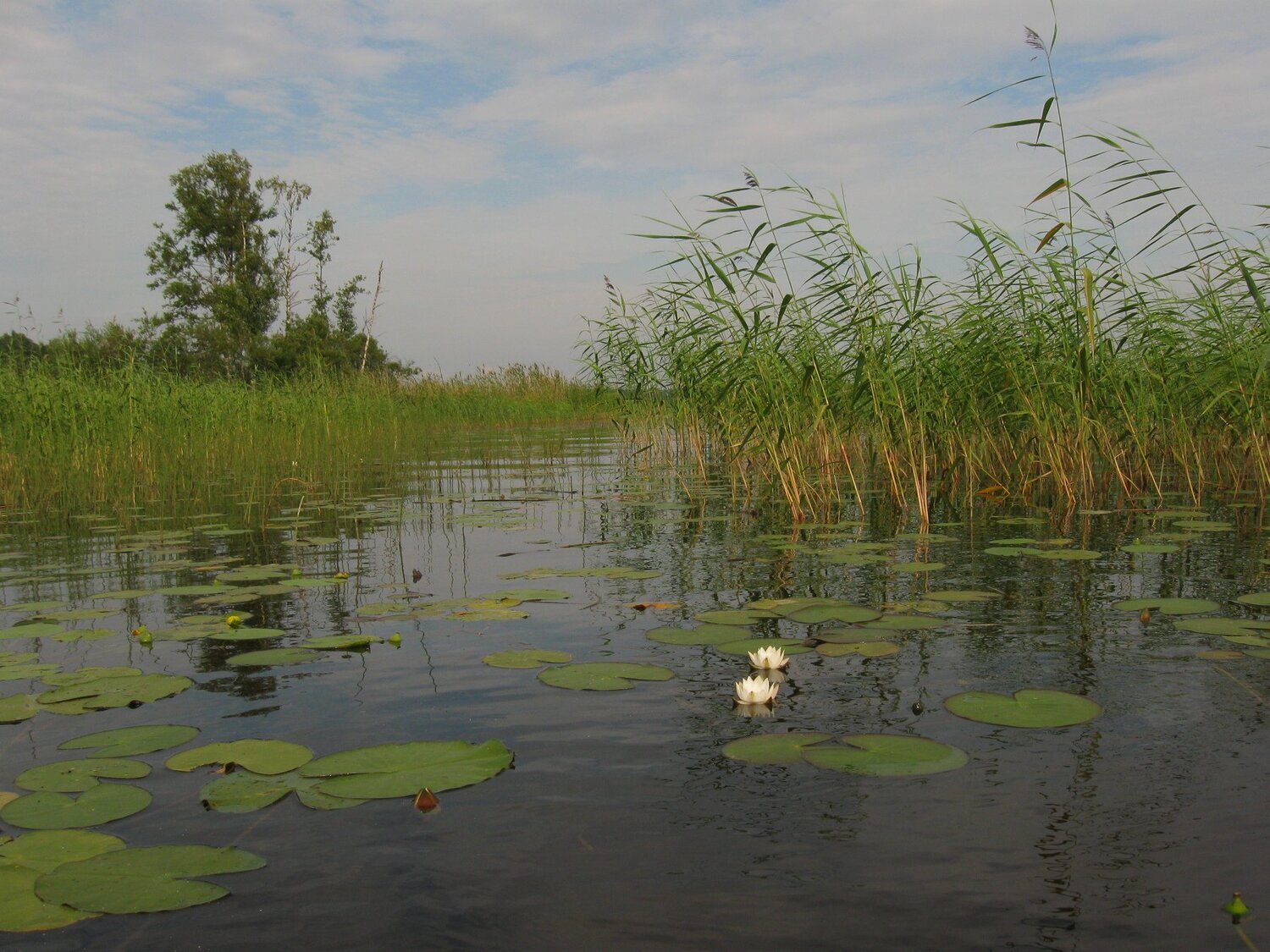 Vuoksi
