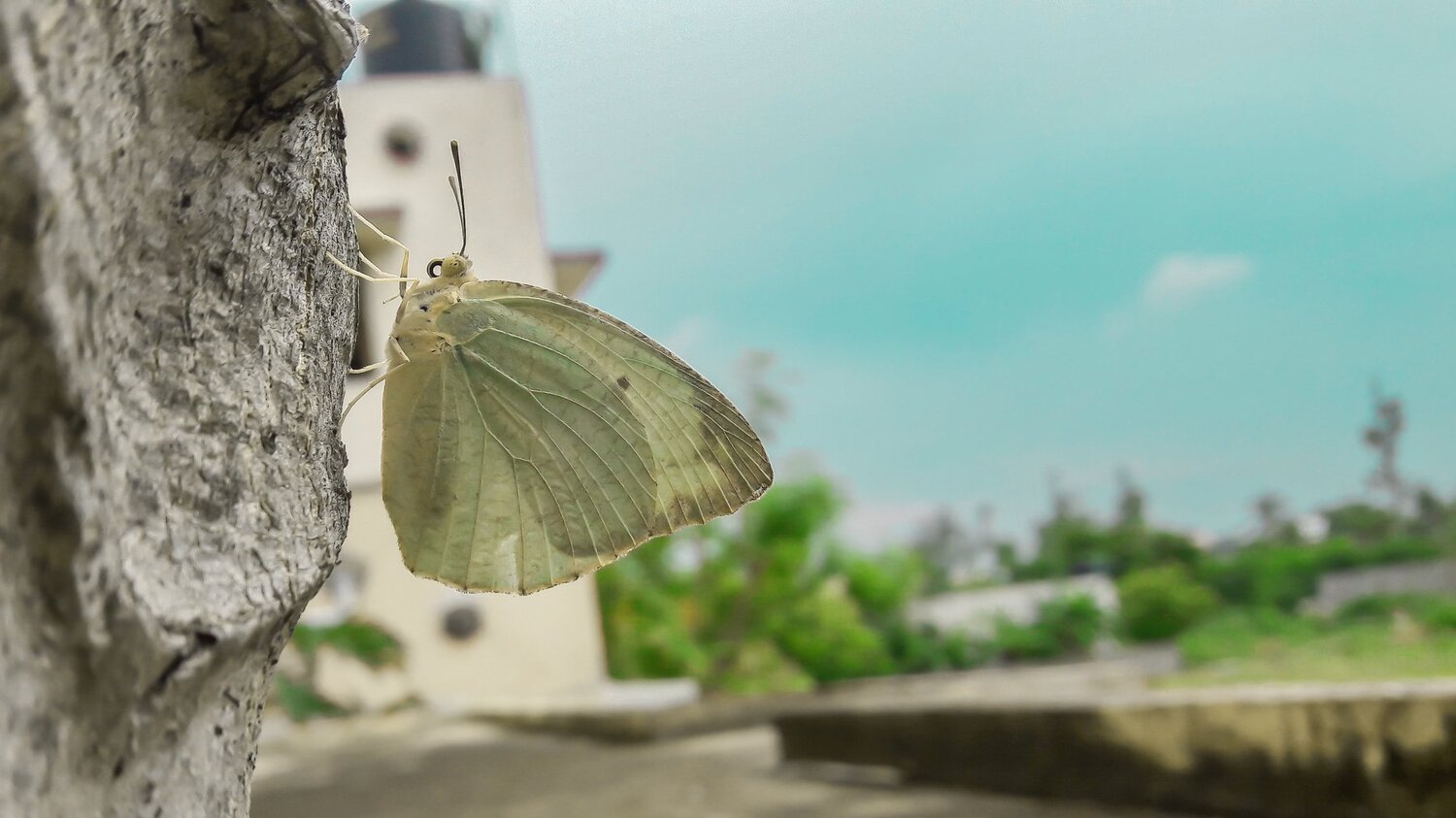 Tired of urban jungle..