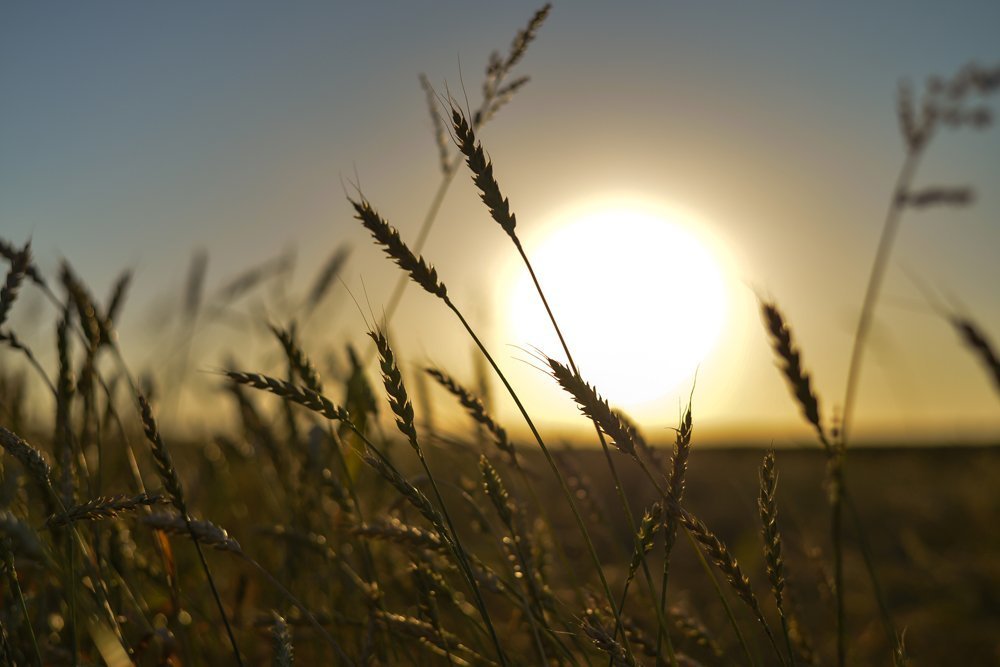 Золото заката.