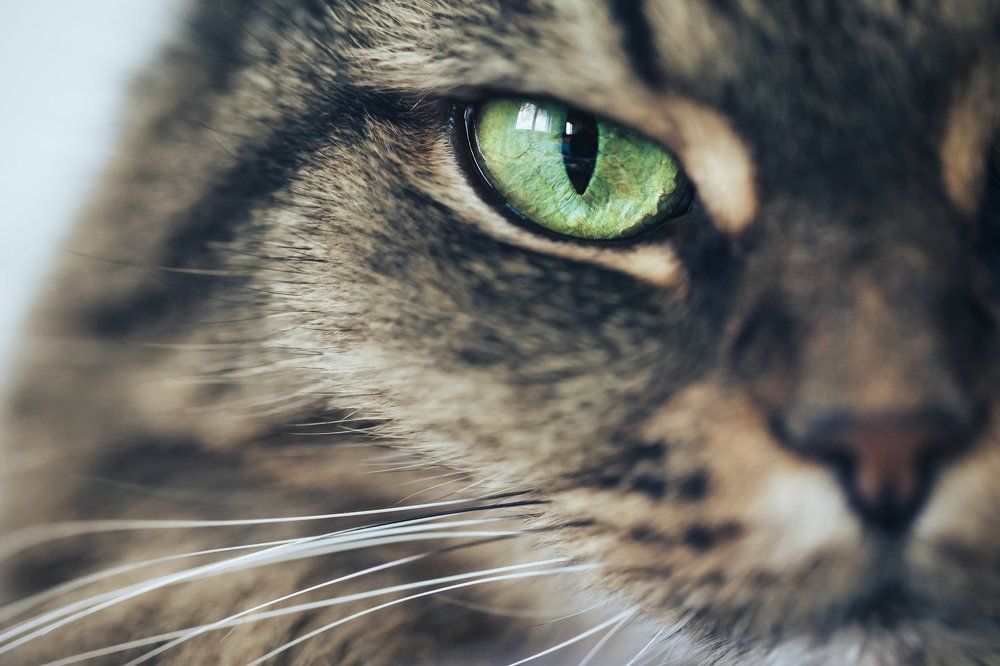 Norsk Skogkatt Closeup