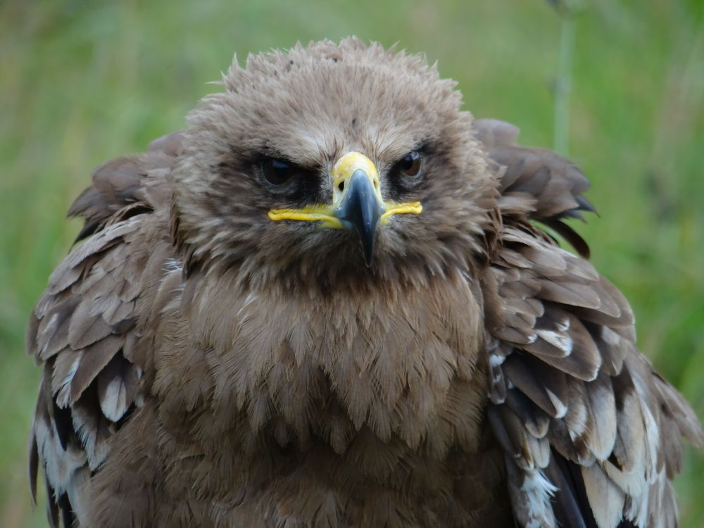 степной орел