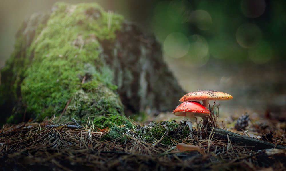 "Сладкая" парочка - он мухомор, она поганочка.