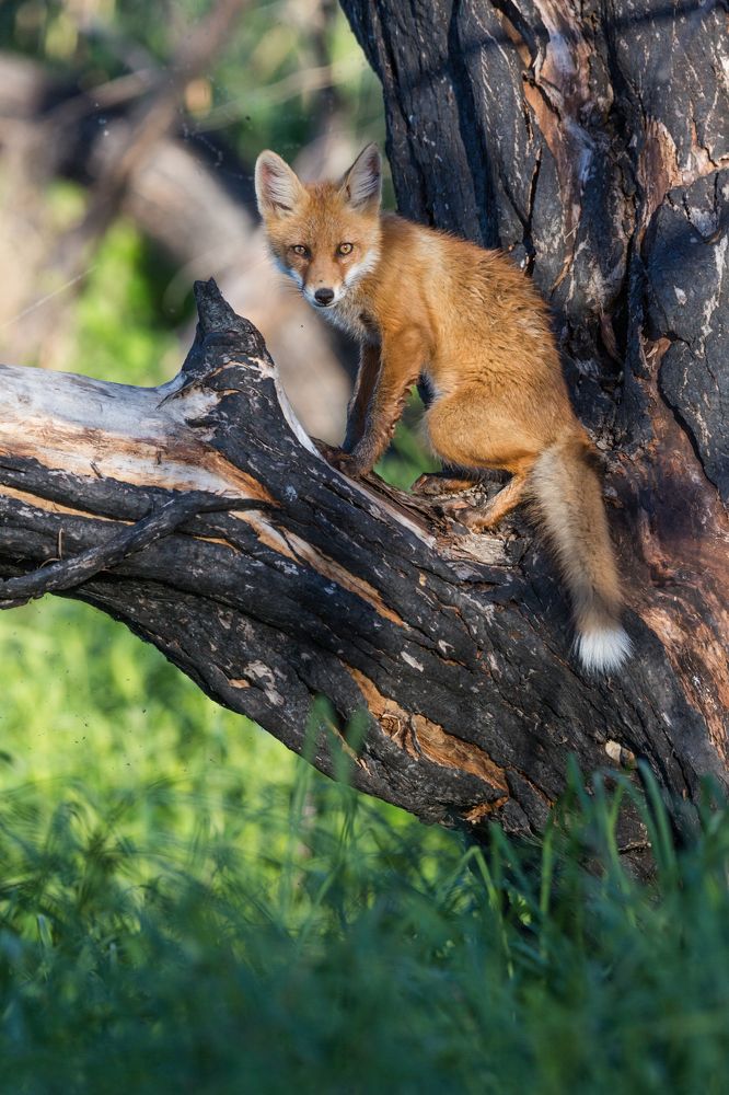 Лисёнок по имени Галя