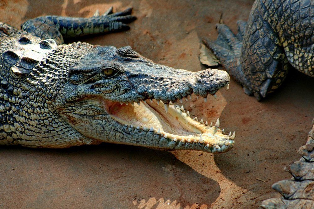 Вечно голоден.