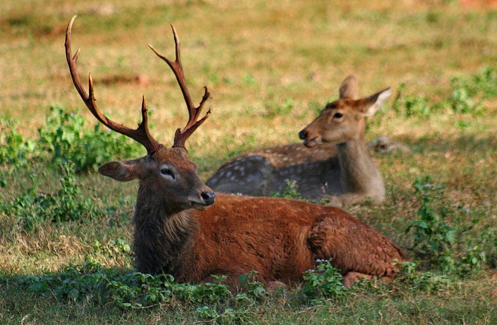 Отдых на лугу.