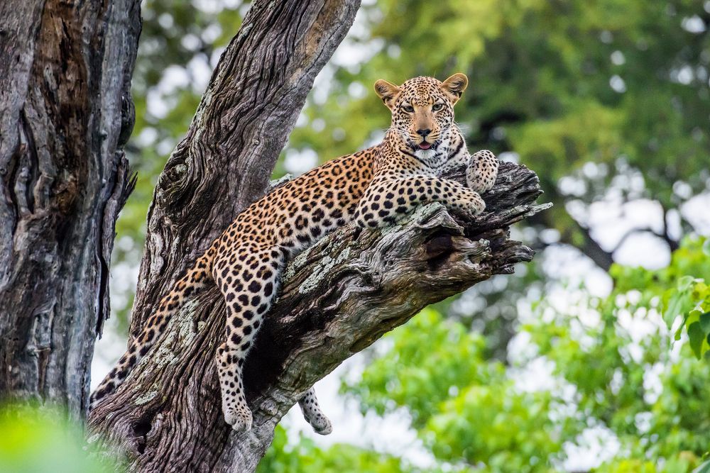 Leopard on the brach