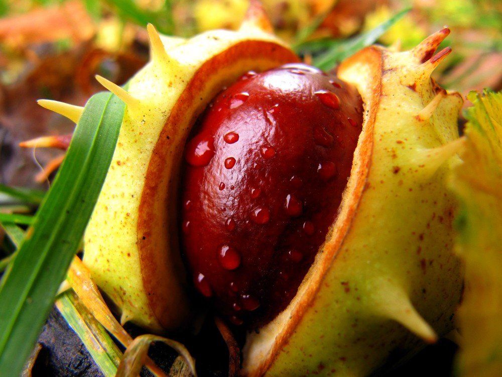 Подарок осени