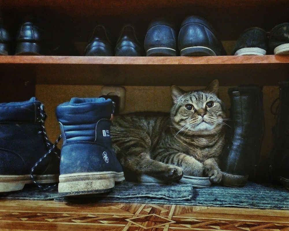 Кот в ...ботинках