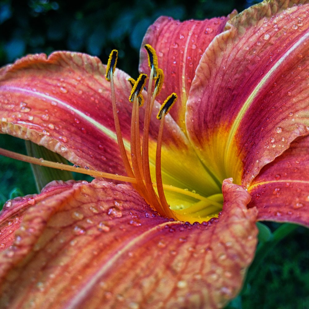 Flower after rain