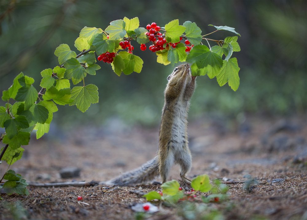 Смородинка
