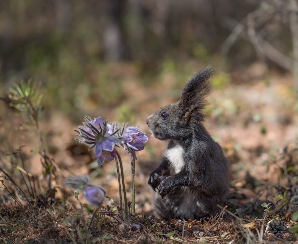 За подснежниками