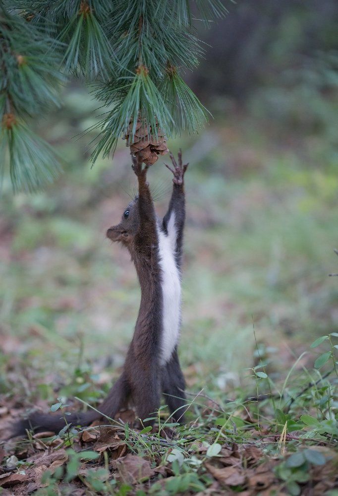 Чьи в лесу шишки?