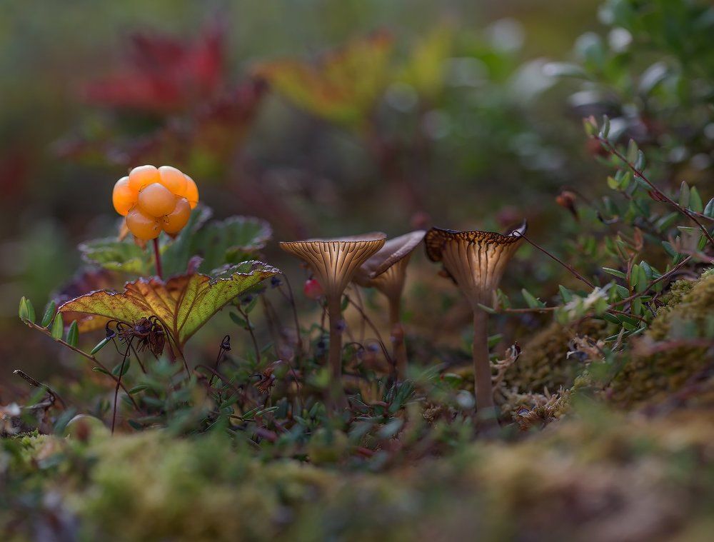 Соседи по болоту