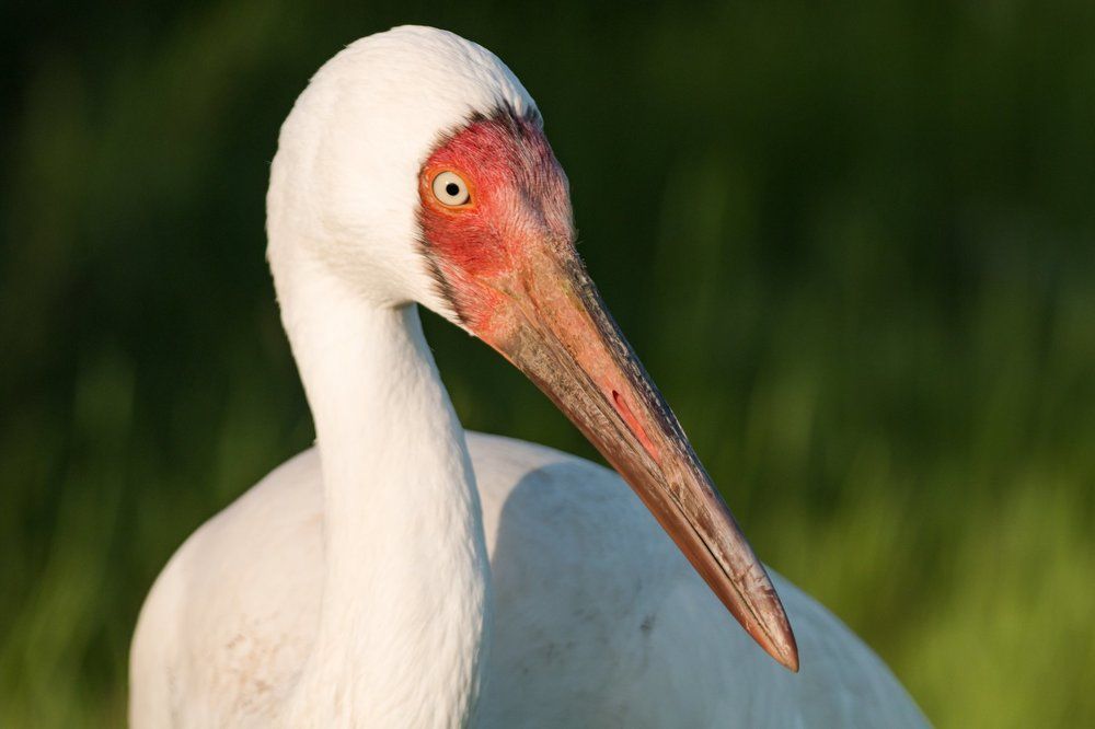 Стерх – символ надежды