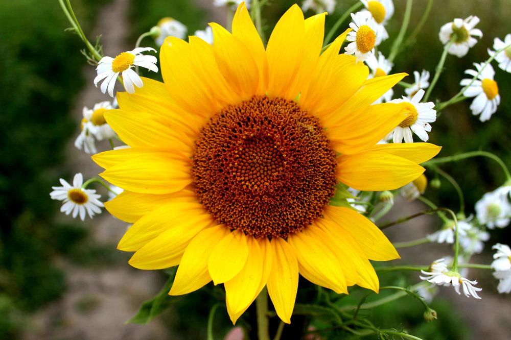 Photograph by Колесник Татьяна