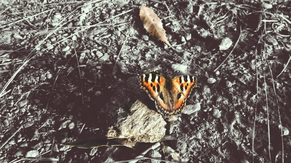 Buterfly