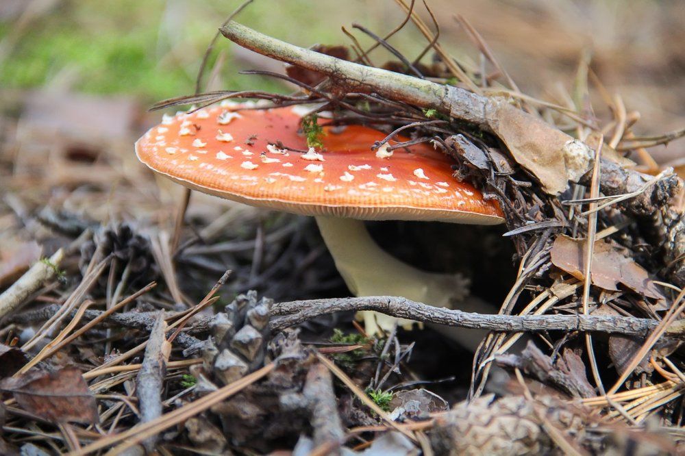 Photograph by Жукова Галина