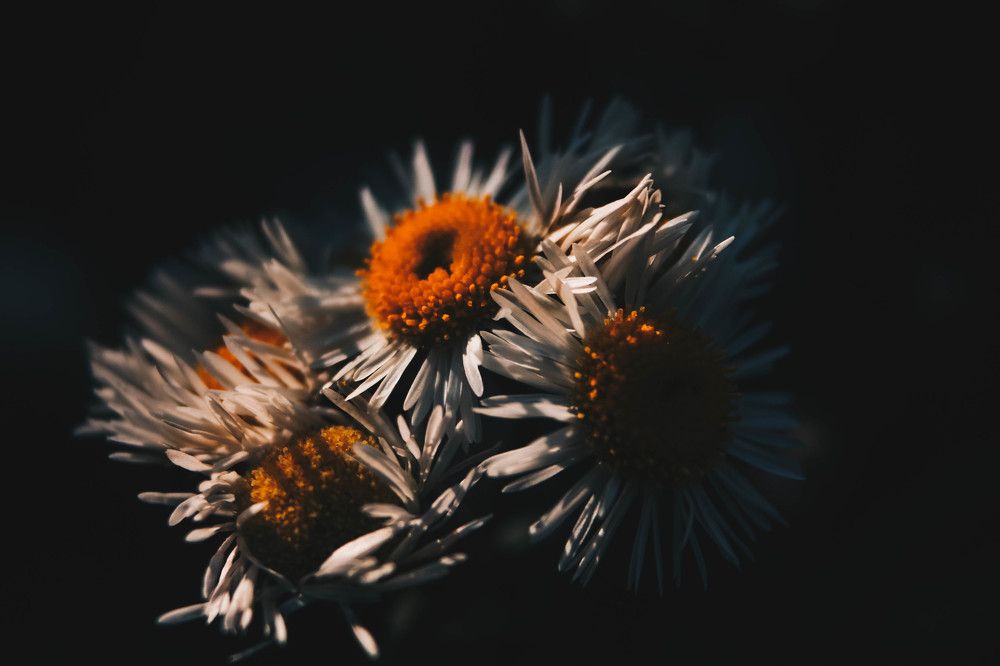 Осіння ромашка.