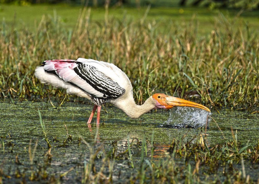 Painted Stork