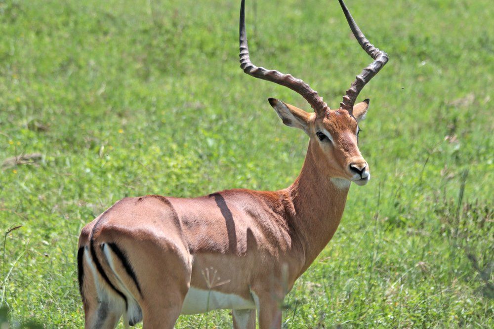impala nakuru park