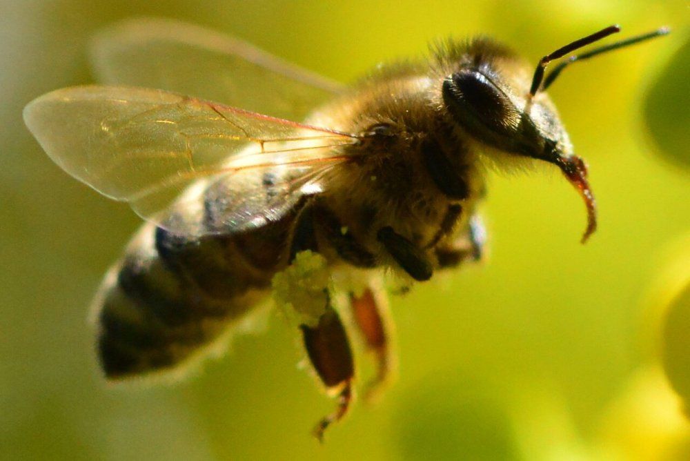 Пчелка на работе