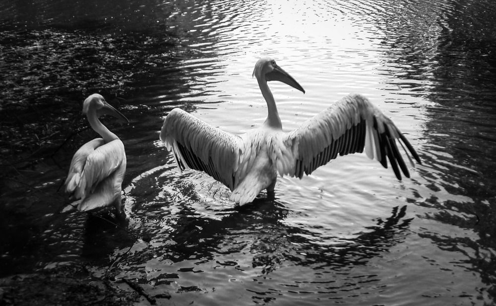 The White Egret