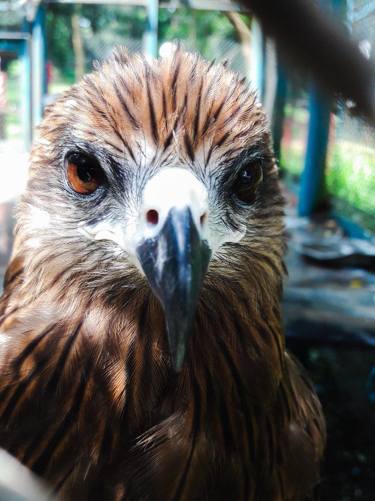 Look of a Falcon