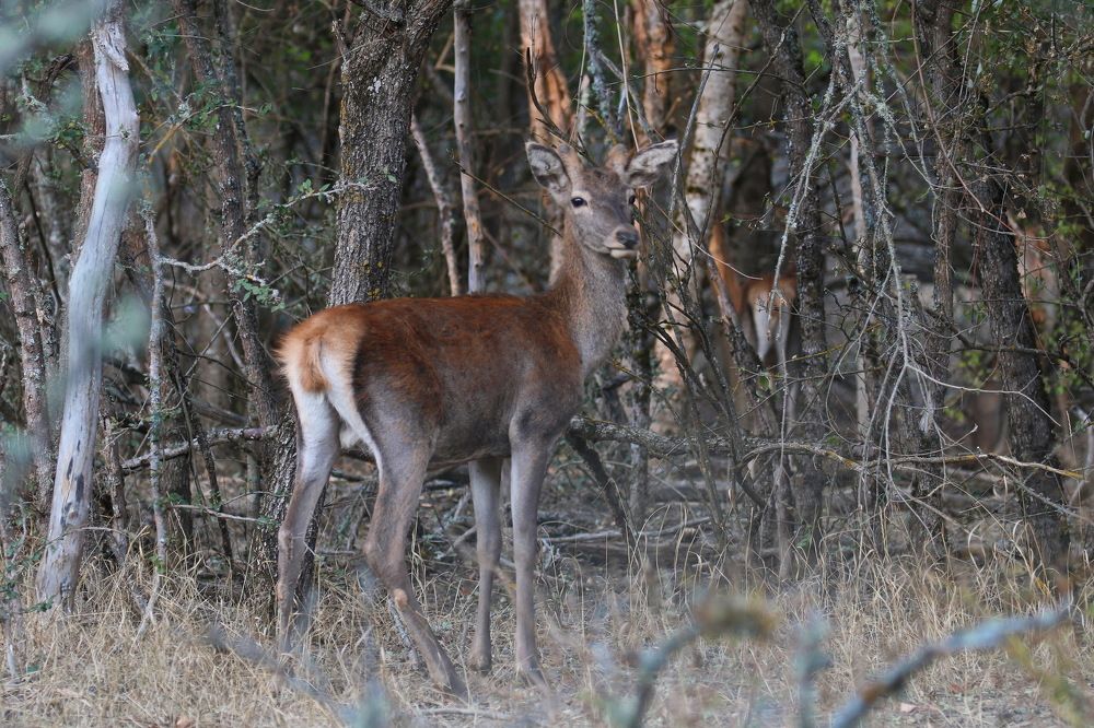 Молодой олень
