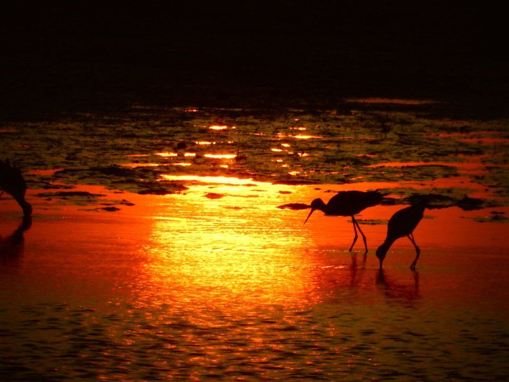 Caminhando sob o fogo