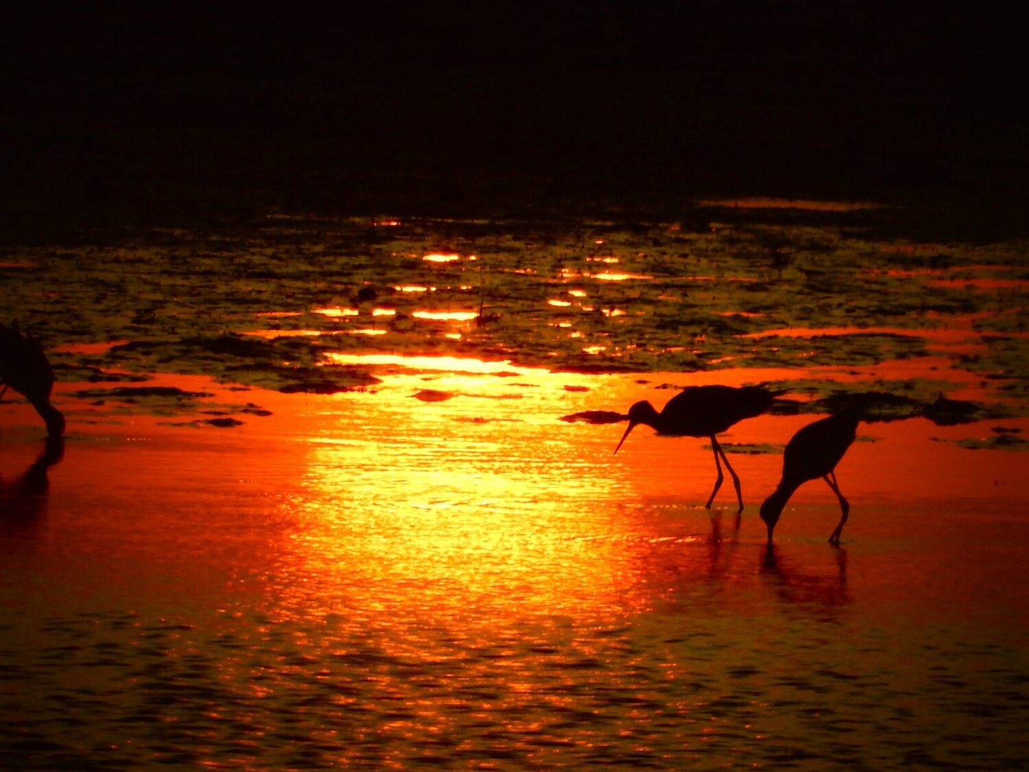 Caminhando sob o fogo