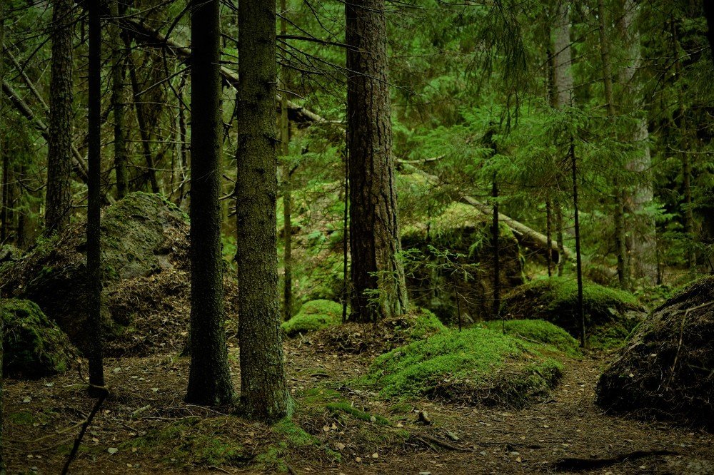 Сказочный лес.