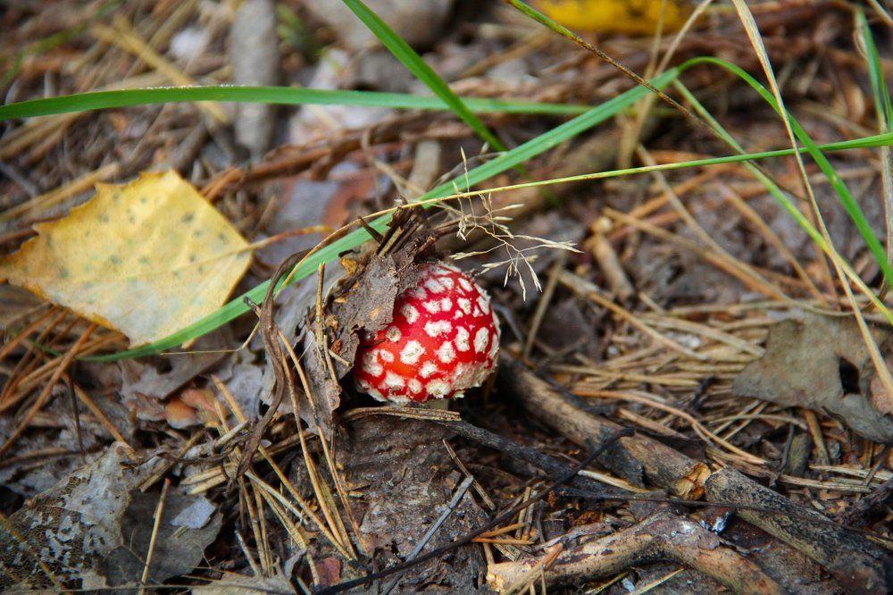 Photograph by Жукова Галина