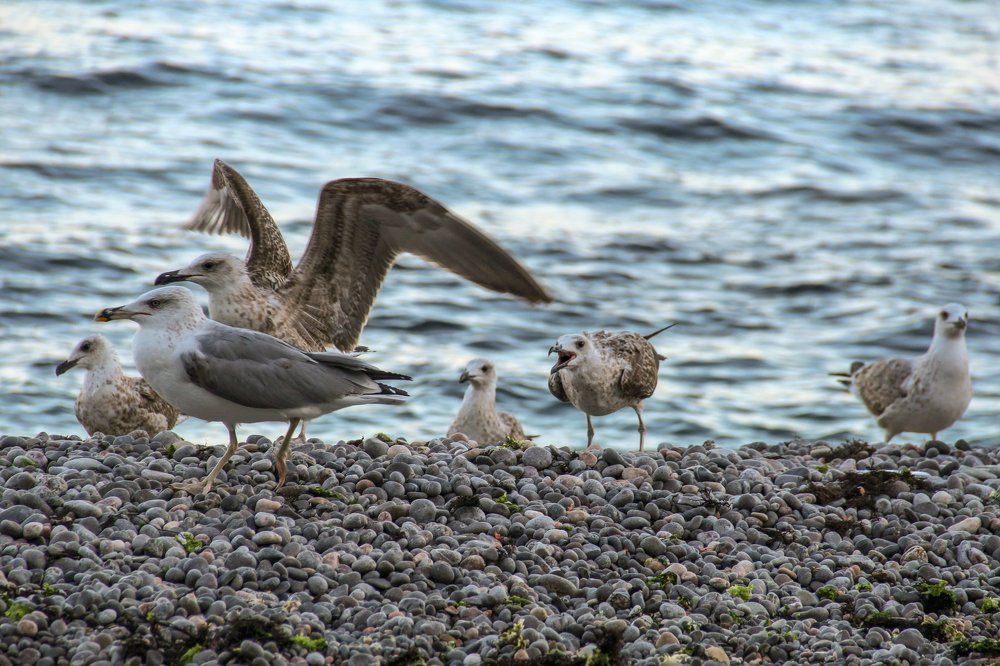 Photograph by Жукова Галина