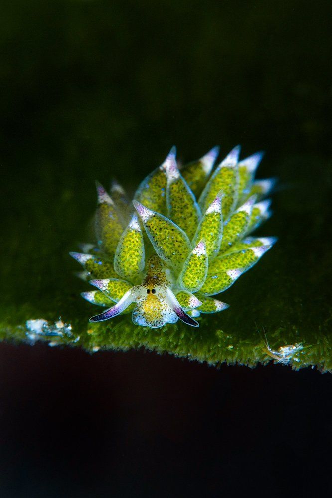 Shaun the sheep （nudibranch）