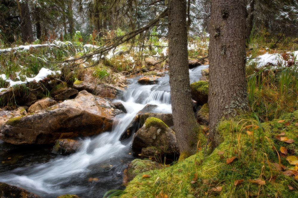 Ручей в еловом лесу